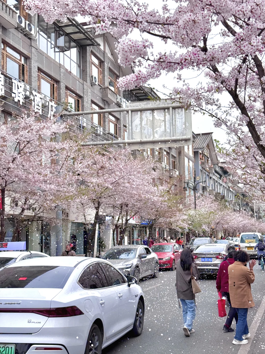 3.28实拍！都江堰太平街🌸下起了樱花雪……