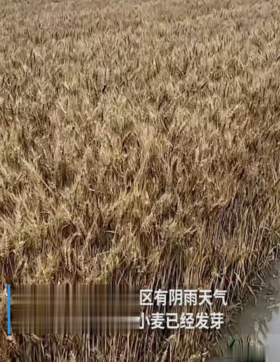 #河南回应小麦发芽和收割机事件无关#本该颗粒归仓，现在颗粒无收，不管是谁的责任，