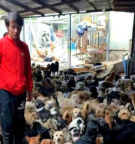 用千万身家，换三千流浪生命的"千狗之父"，郁总走了。我们不能诋毁一个有大爱的善良