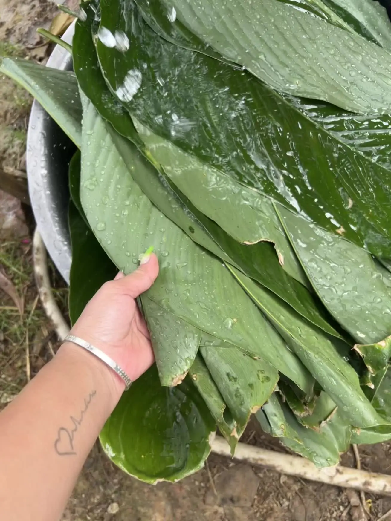 吃完了晚饭回东兰路上