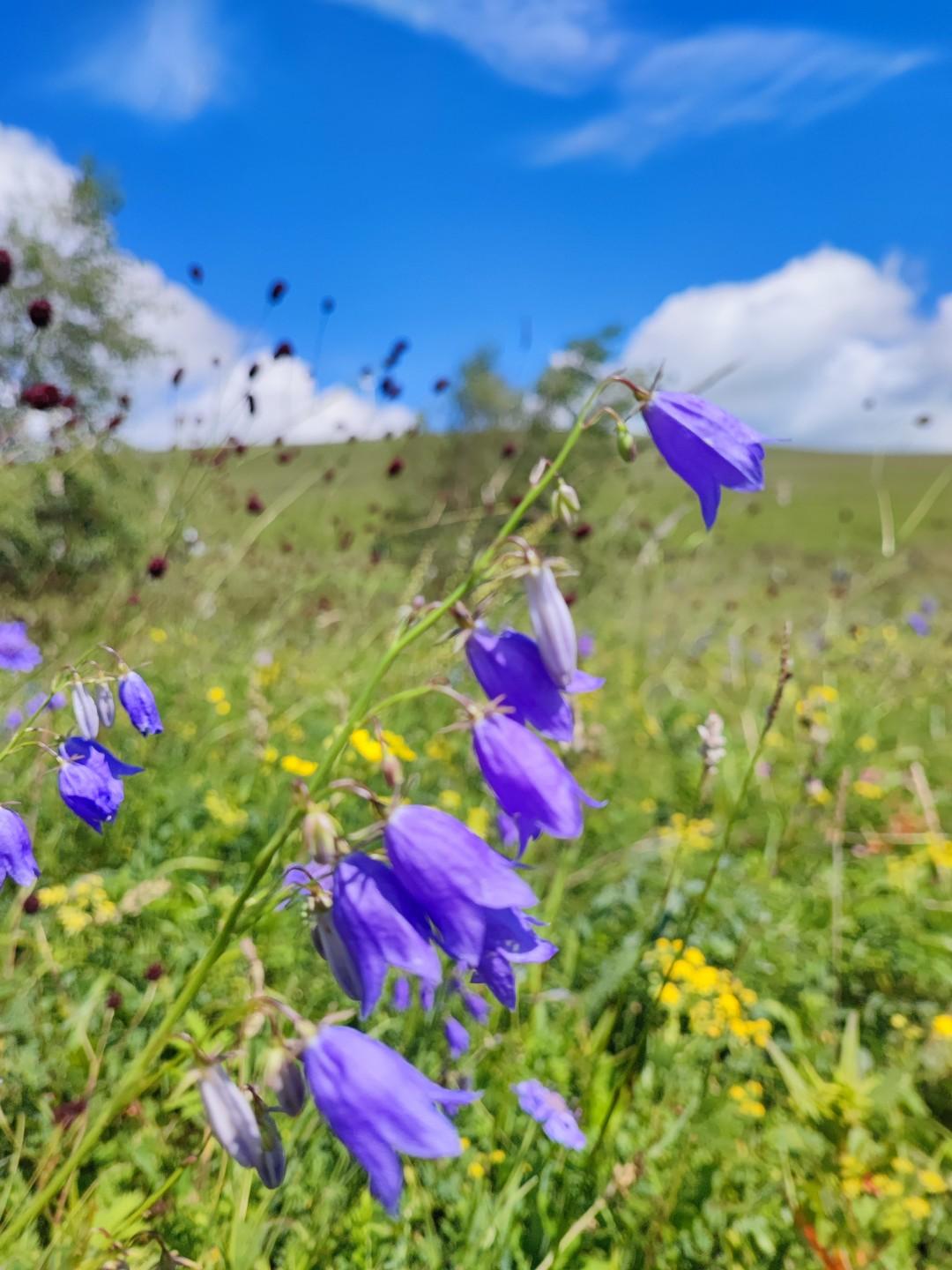 上班族想放松就去大草原，那里地广人稀，让你远离喧嚣的城市和人群，让你不再🈶匆匆