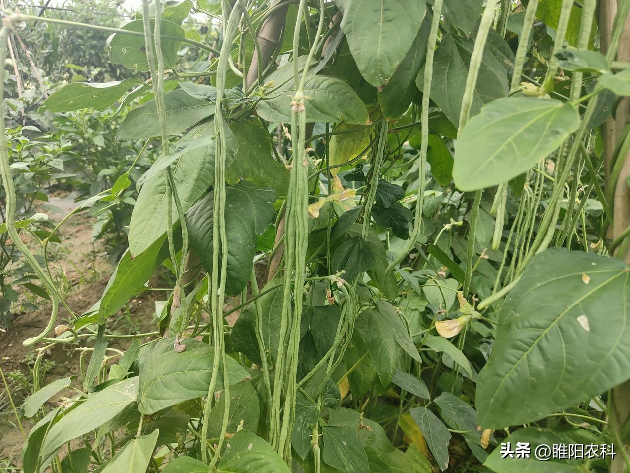 由于这些害虫繁殖速度快，光靠打药，费时费力，而且效果也不理想，其实，防治这些害虫