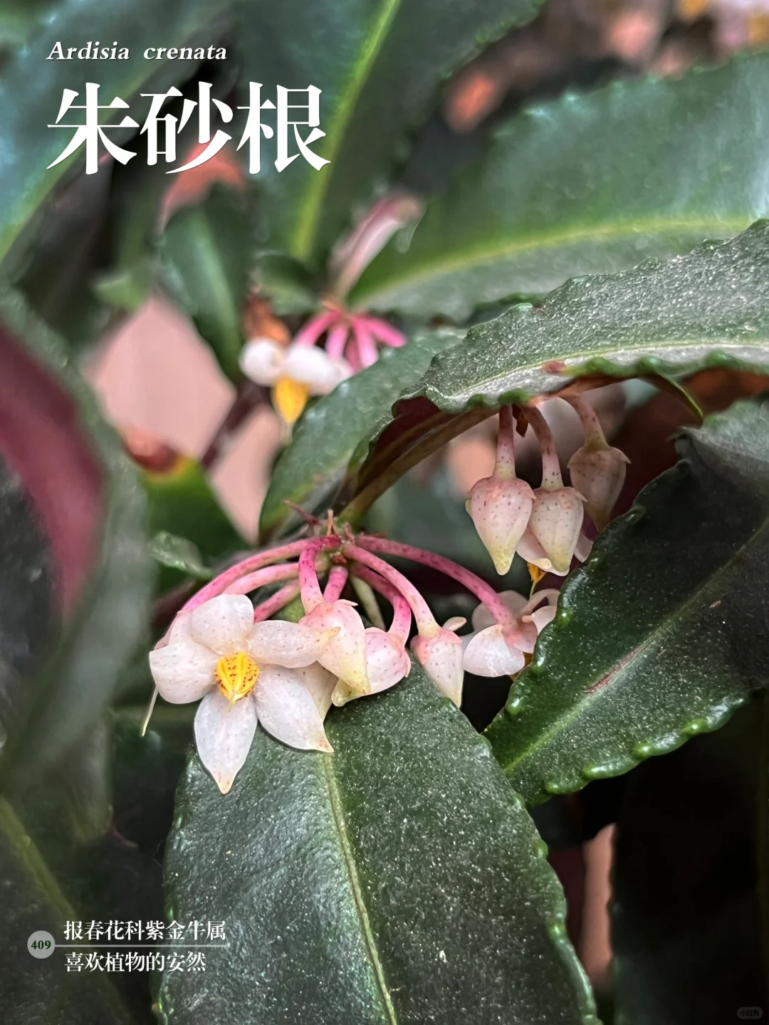 福州植物打标409｜鲜艳夺目的朱砂根