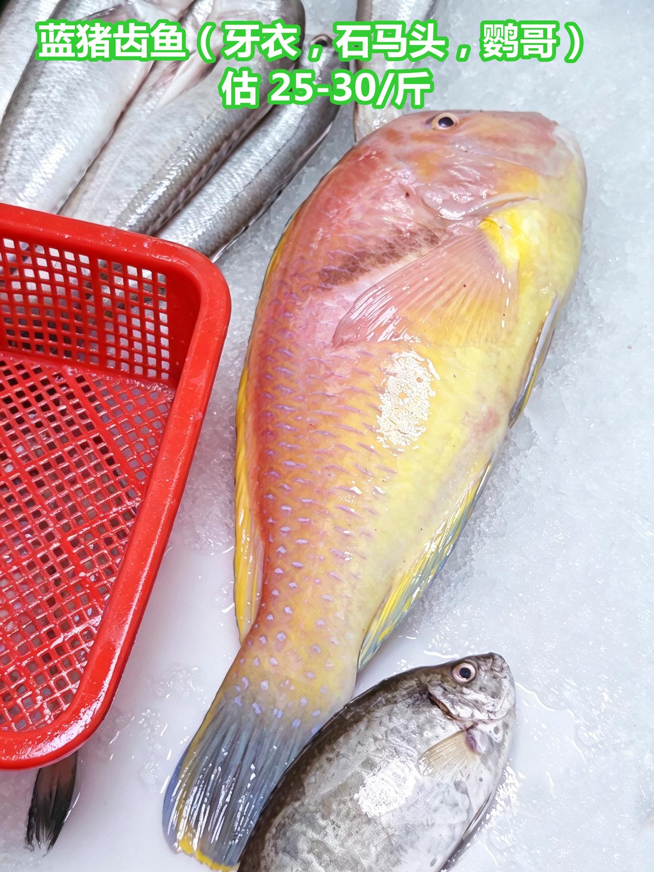 市场认鱼：都是些红色调的，眼前一亮

01.蓝猪齿鱼（牙衣，石马头，鹦哥），估2