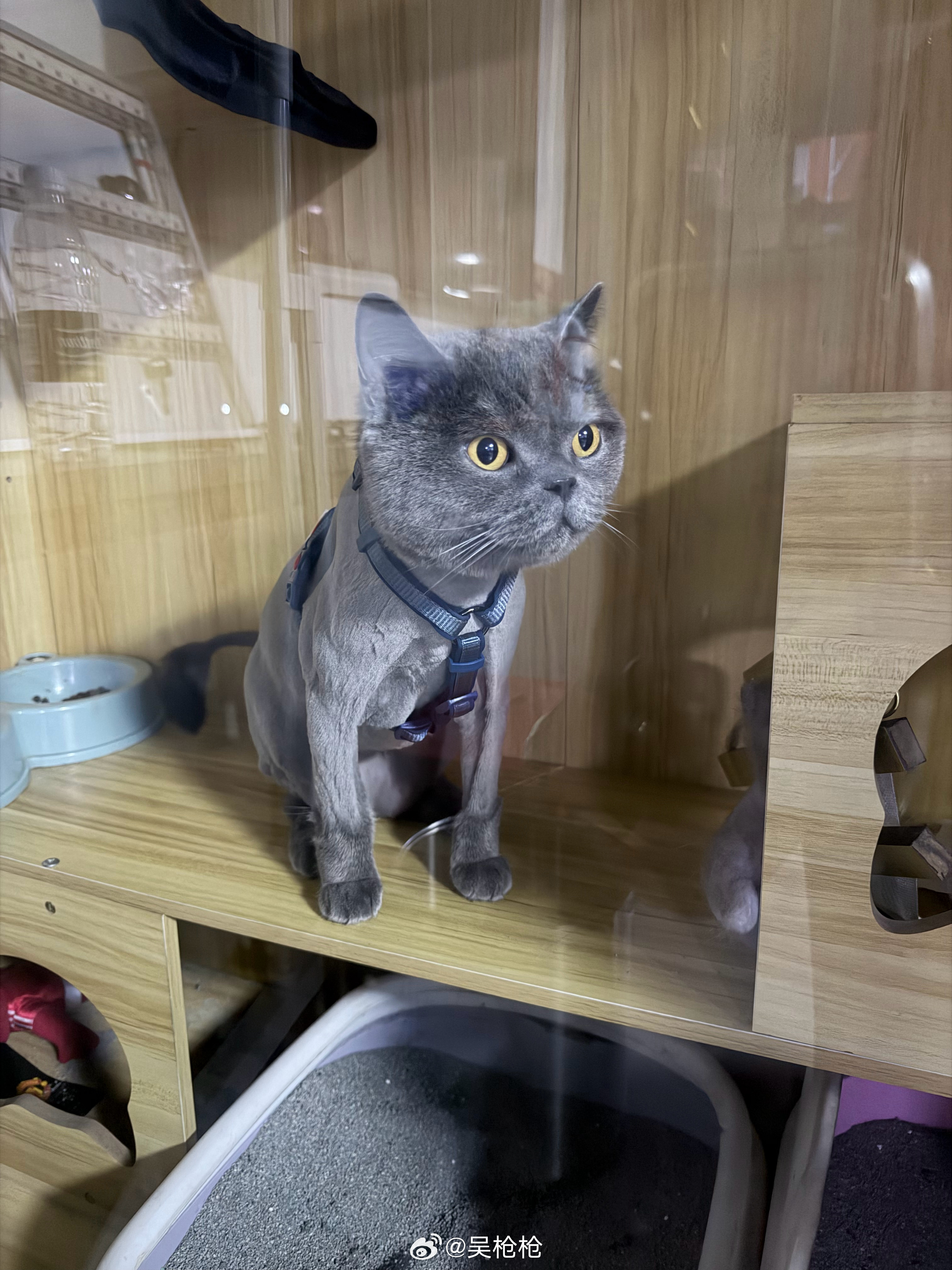 我让店里小孩儿给招财去洗澡驱虫➕剃毛网上说猫狗剃毛后都会自卑 觉得自己可丑了这下