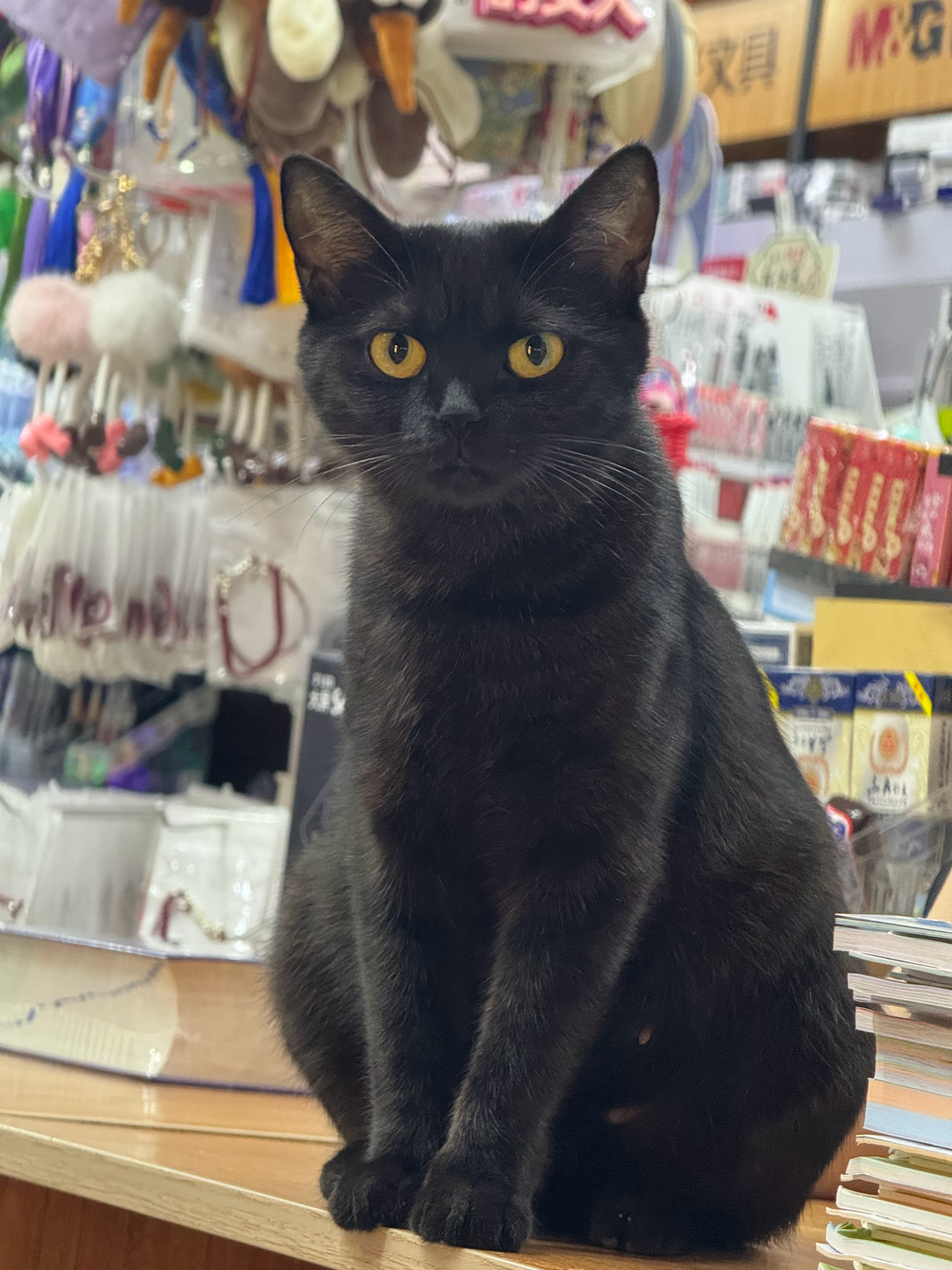 哥哥你看.我今天晚上看到一个超级像小黑的猫咪[送花花]​​​