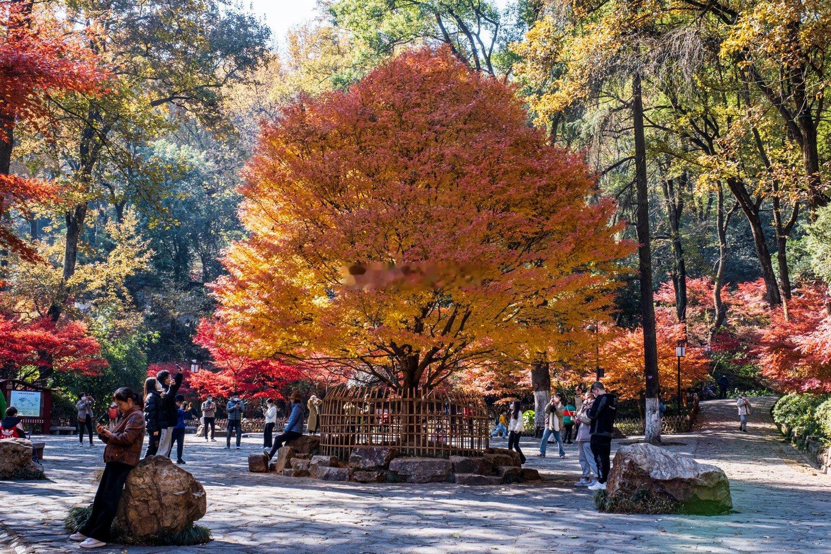  爱晚亭，一个让人心醉的名字，一个让人流连忘返的地方。在这里，每一季都有不同的景