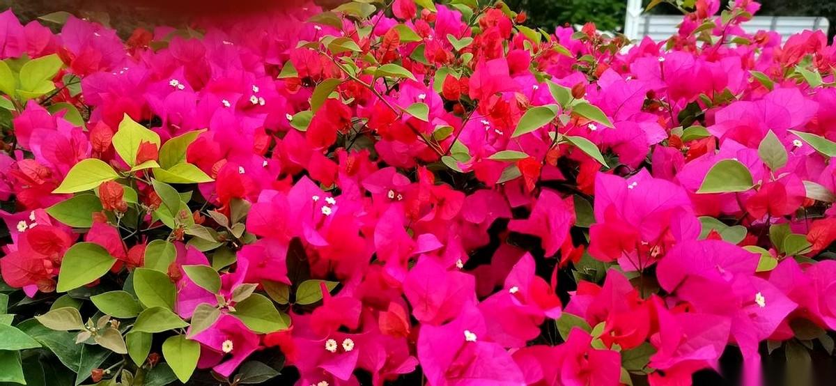 周五办公室都疯了，都在喊券商涨停了。
好几个人跑来问我，跑不跑？我说跑啥啊，好戏