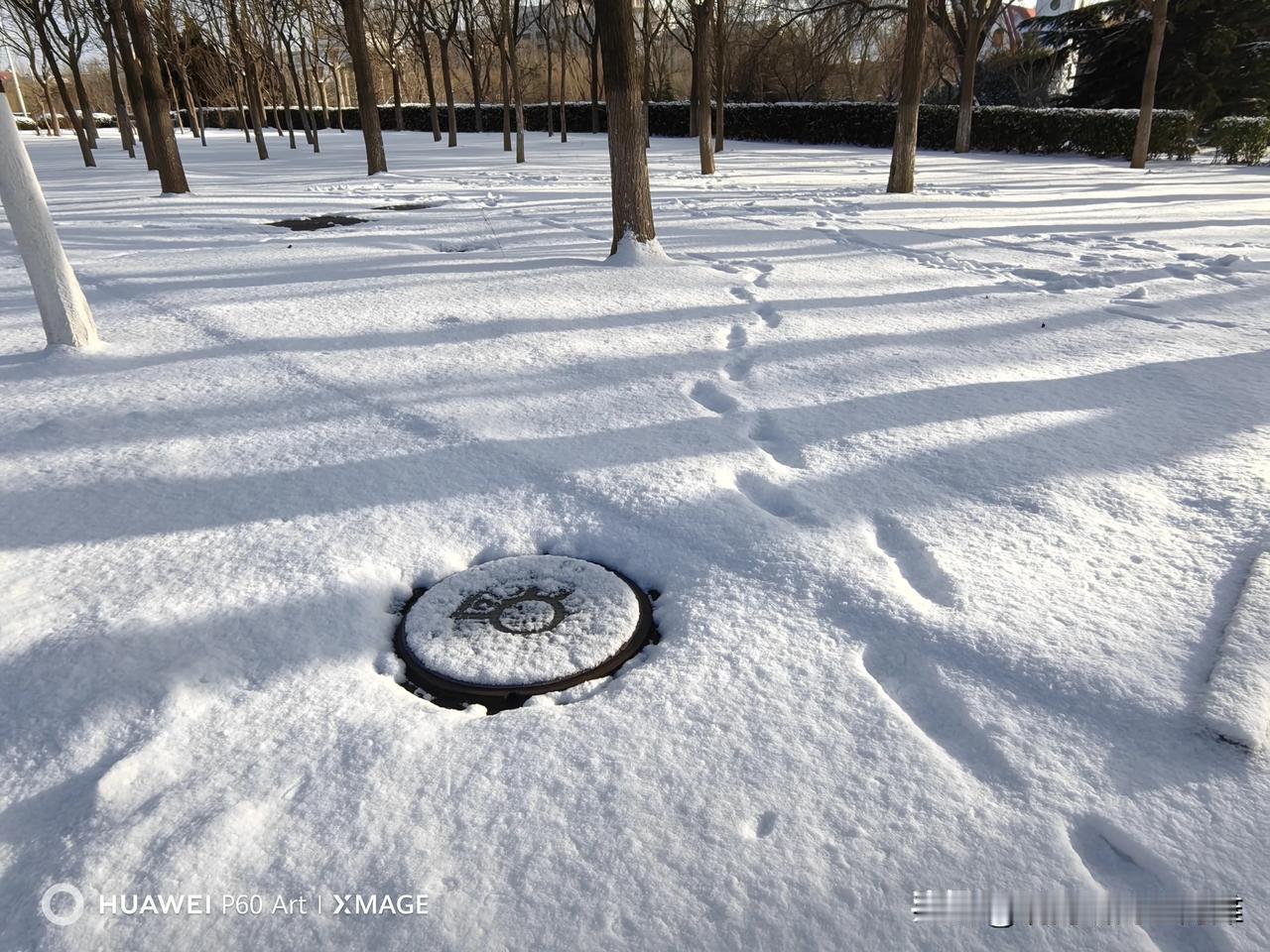 分享一张雪景图雪落林间