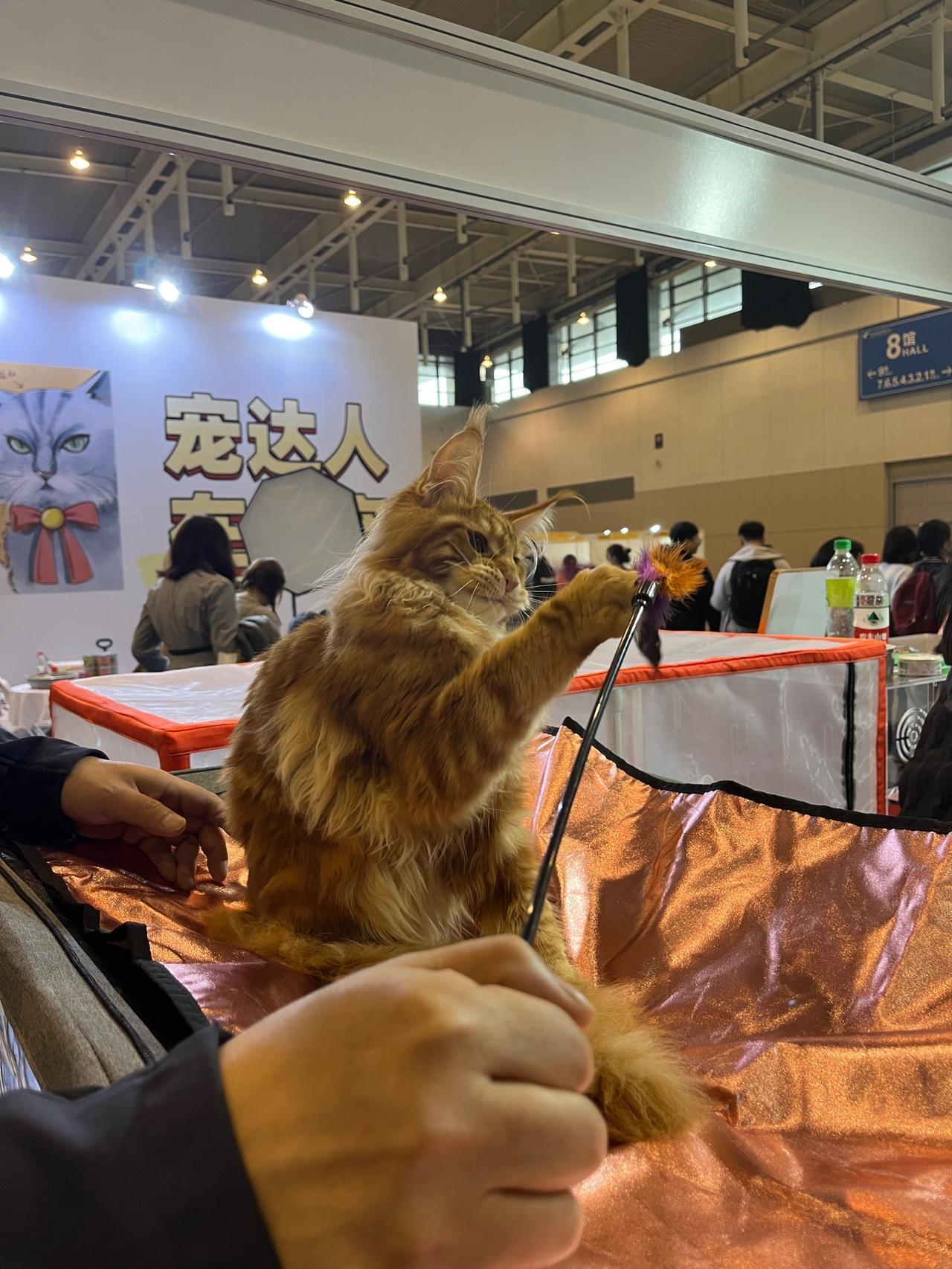 今天去看了个无锡宠物展，把我给恶心到了。

票是早就买好的，大门口验票，这挺正常