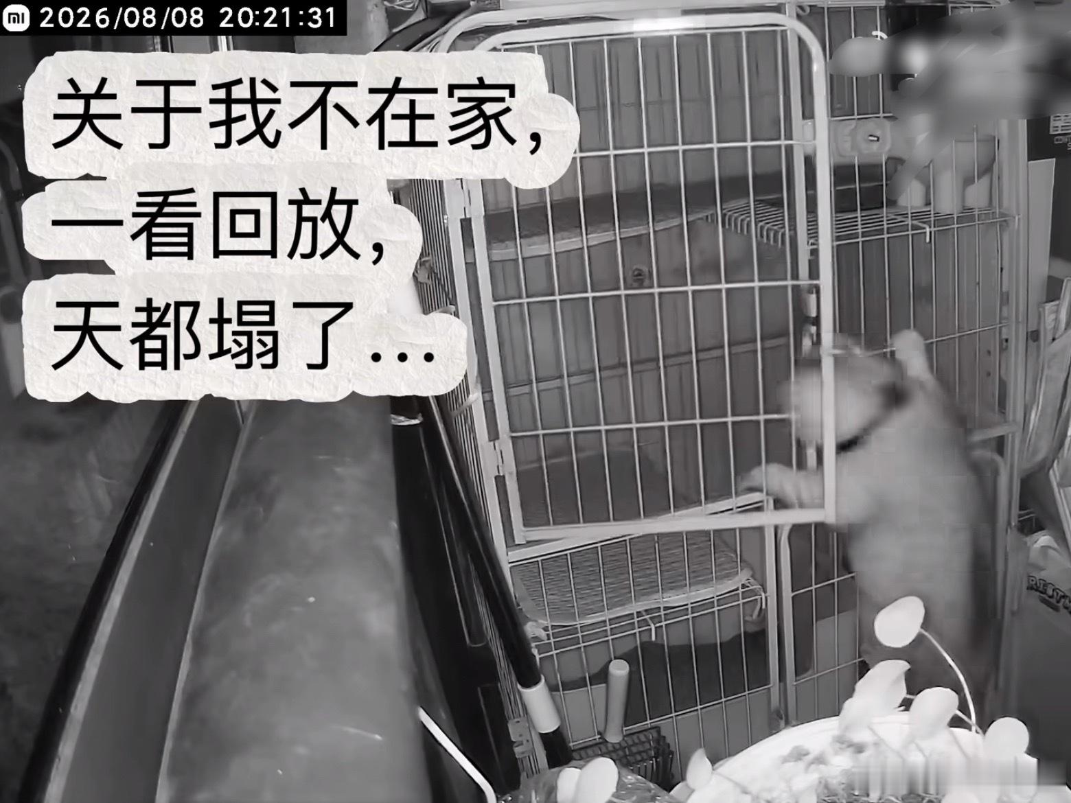 虽被关在笼里但进出自如的猫咪进出自如的猫咪让人忍俊不禁，笼子本是用来约束猫咪的工