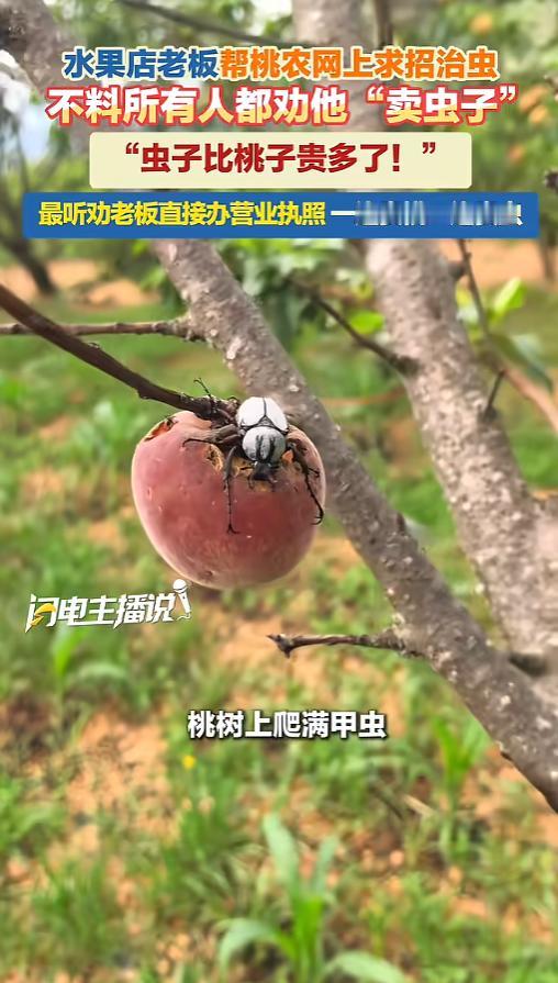 “听人劝吃饱饭！”6月13日报道，云南昆明，一男子自家种了桃园，马上就上市了，却