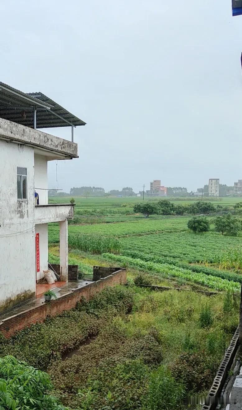 从昨天晚上九点多钟开始，就一直在下雨，滴滴嗒嗒的下个不停。早上起来，路边开始涨水