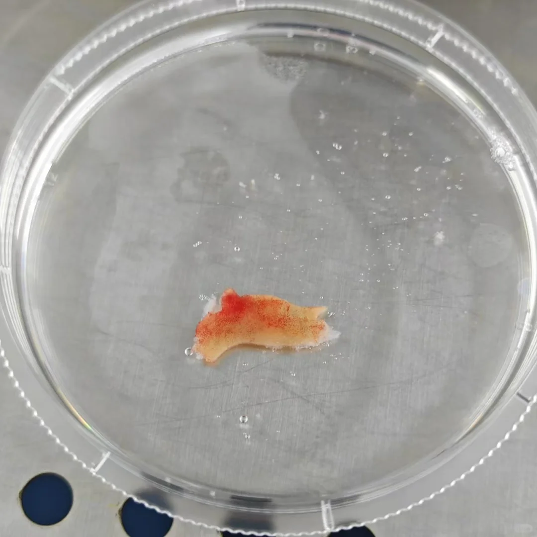 人正常小肠类器官原代培养