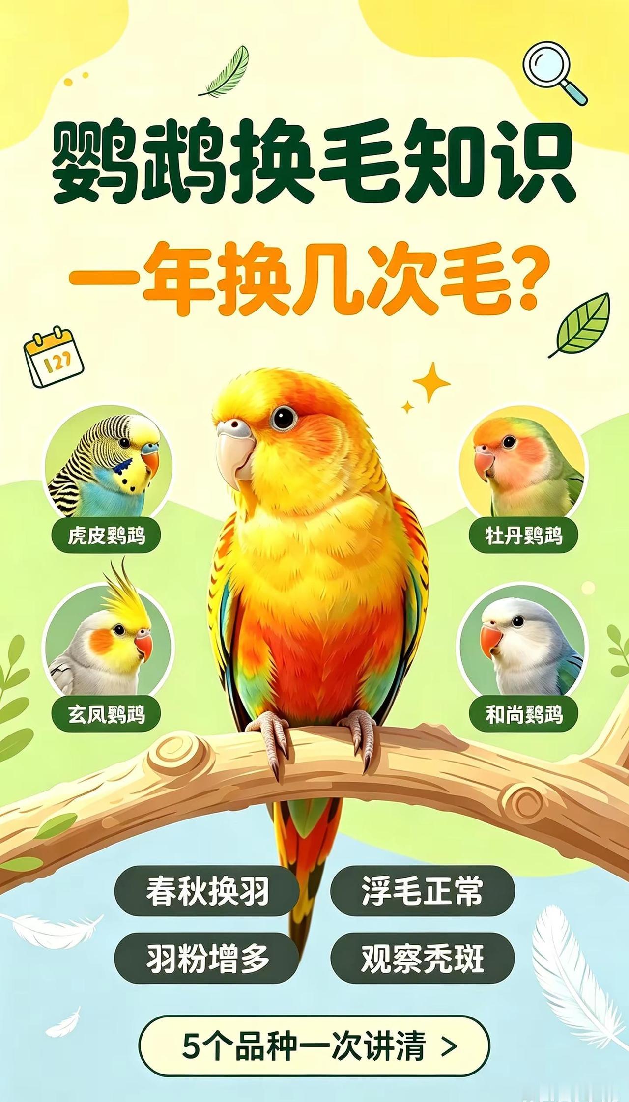 科普一下，中小型鹦鹉品种，换毛知识，大家可以根据自己家品种对应查看，不用再担心鸟