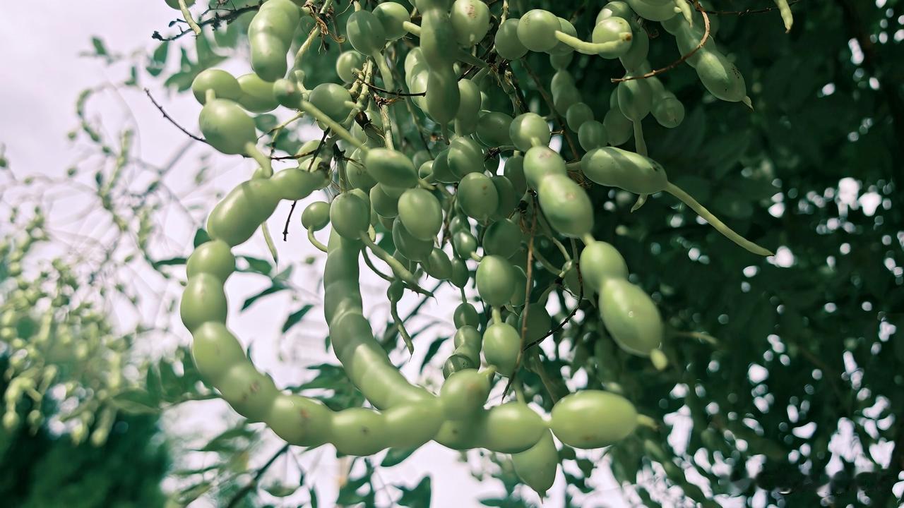 这是国槐（又名槐树、家槐）未成熟的荚果。
槐树荚果呈串珠状缢缩、肉质饱满、嫩绿色