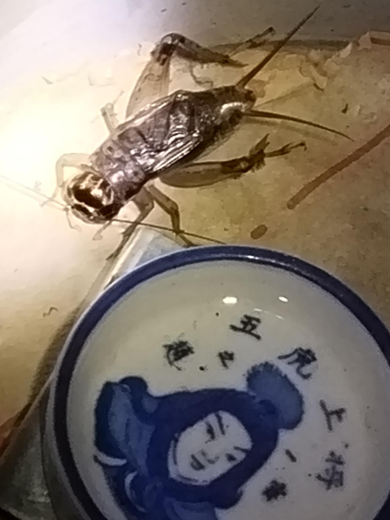 秋韵 蟀之歌   小虫不知蟀生短  混入花丛几多日  沙场号角如吹起  临时健身