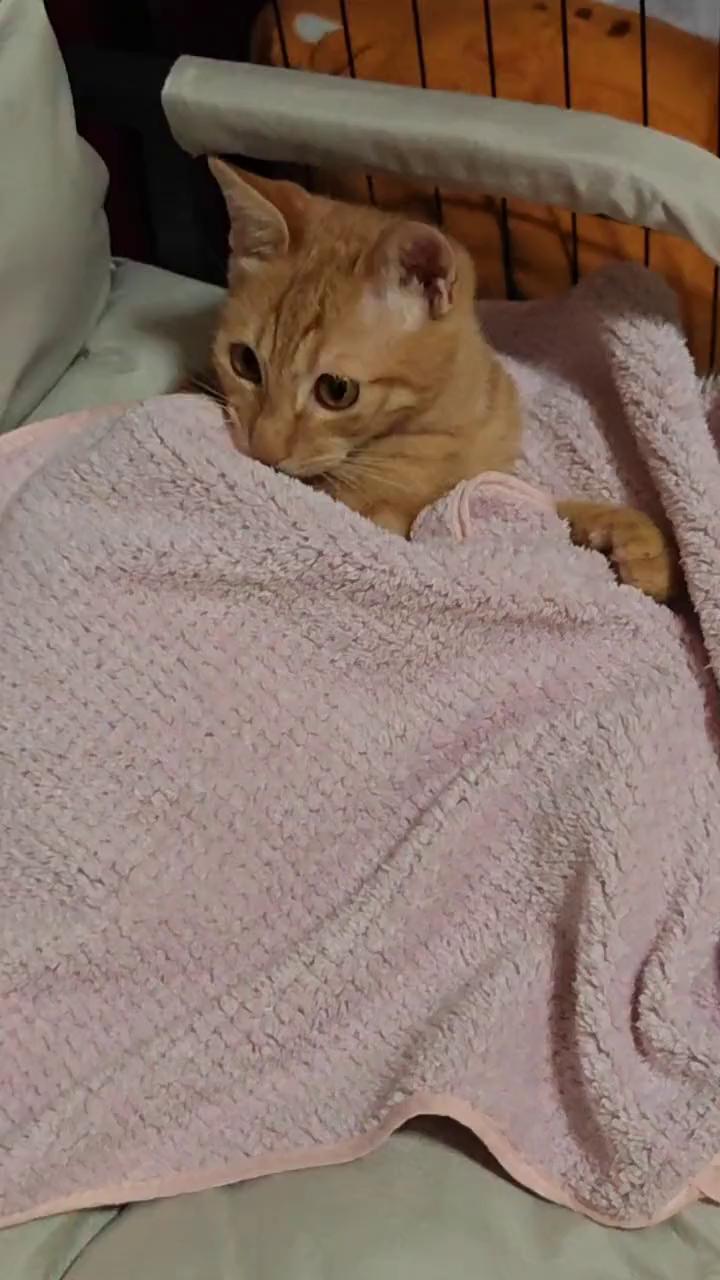 因为人活着累，所以叫人类。因为猫在哪里都可以眯着，所以叫猫咪。