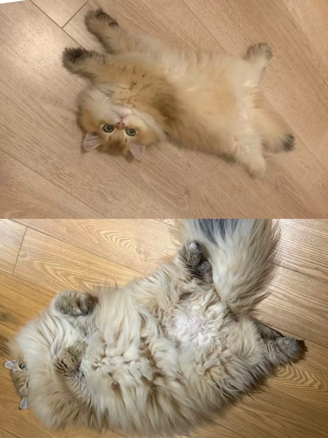 小鼻嘎变狮子王