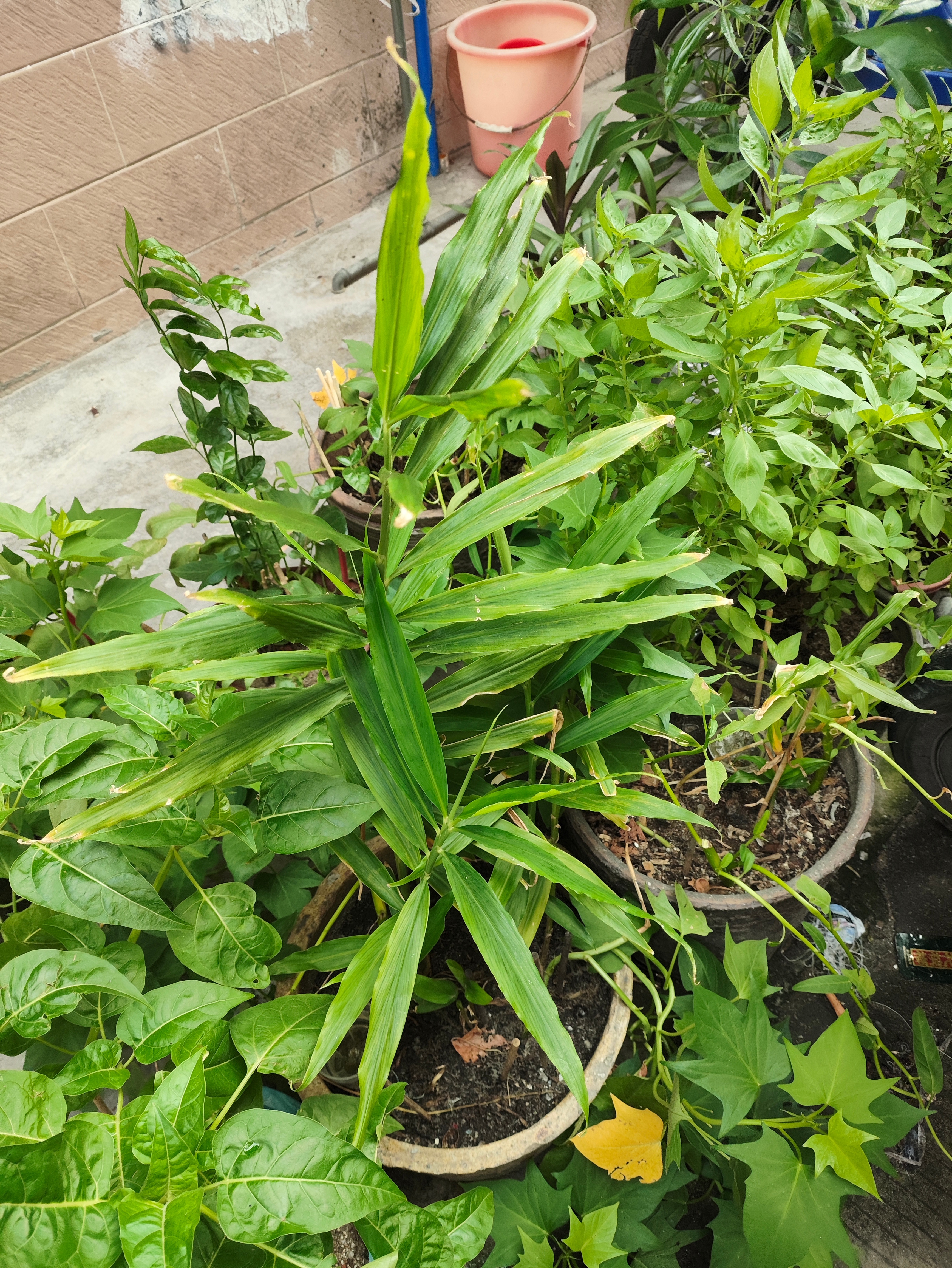 生活手记城市里的农村生活，花盆里的庄稼地，不知道生姜和红薯有没有结果。  ​​​