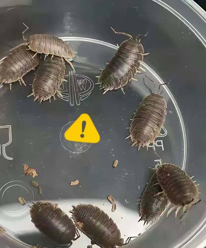 小时候老家到处都能看见，现在几乎没有了，你那里的土话叫什么名字？ ​​​