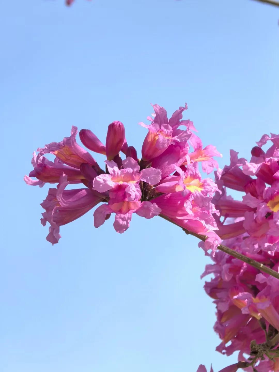 美丽的紫色风铃花随风轻轻摇曳，如梦似幻让人如痴如醉，赏花之时，心如花开，瓣瓣馨香