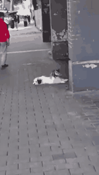 这是猫性的扭曲还是道德的沦丧？光天化日，小猫在给狗狗做按摩服务？
##
狗狗还是