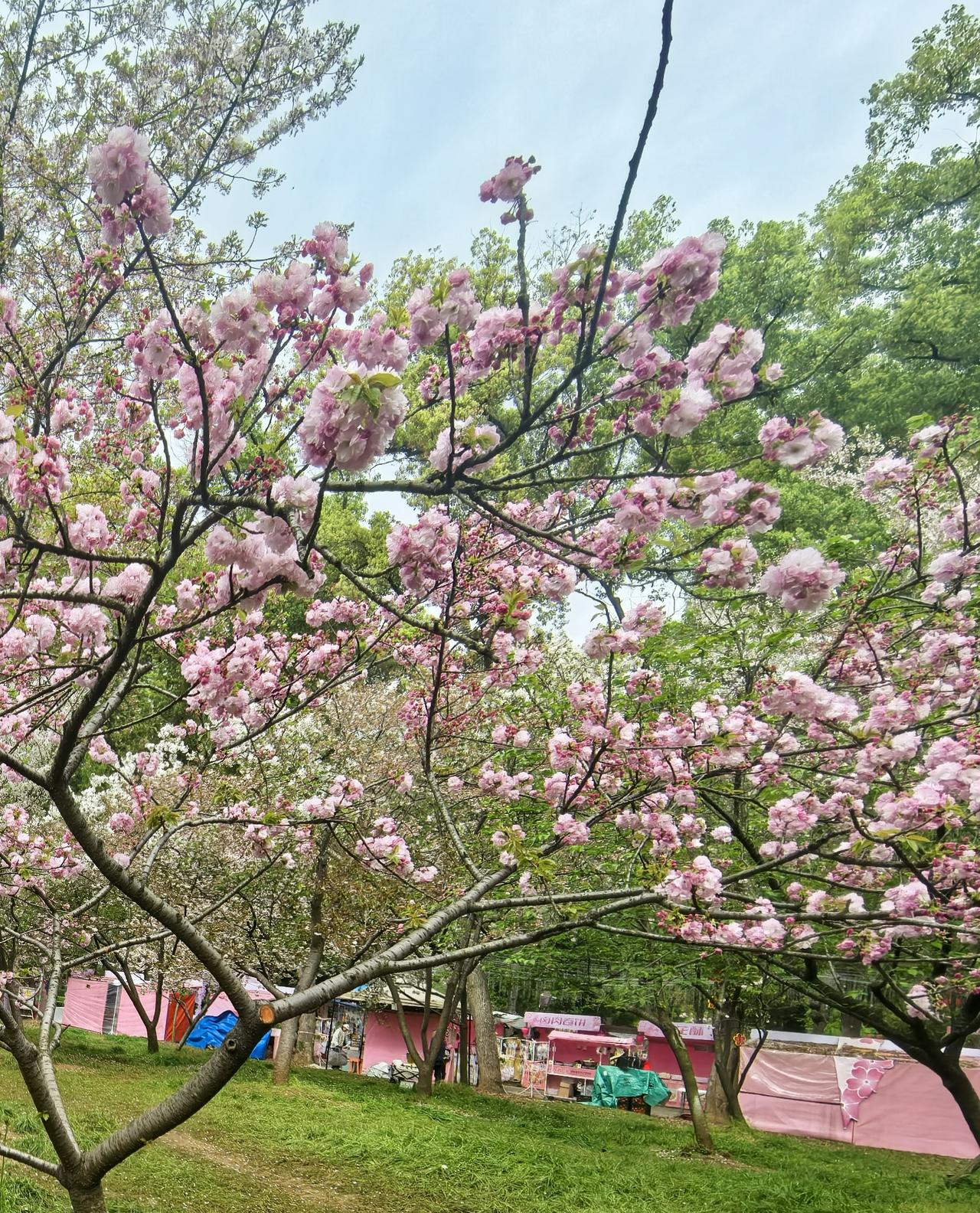 “谷雨”润旅途 春意伴同行

[玫瑰][心][玫瑰]

谷雨时节，真是旅行的好时