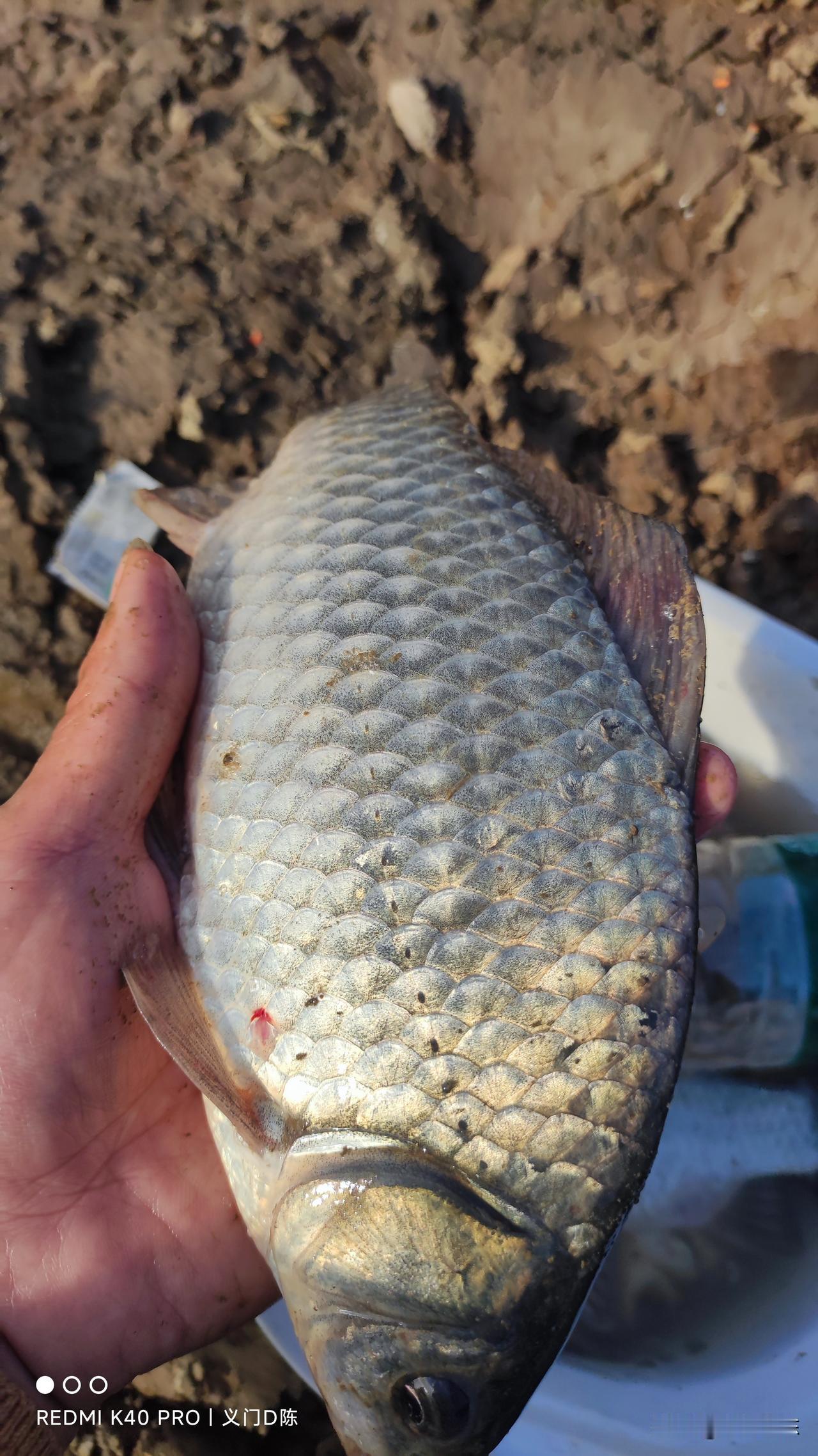 降温后的第三天，鱼口反而没有昨天好了。
今天最高气温16度，想着稳定了三天，应该