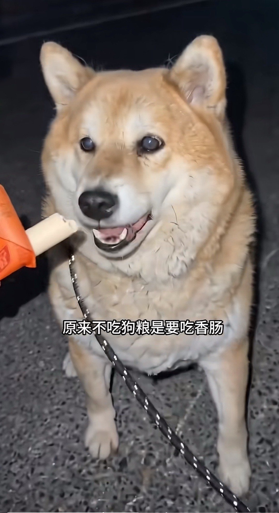 迷路走失的胖柴“讹”了博主一根淀粉肠一根烤肠半个红薯🍠 