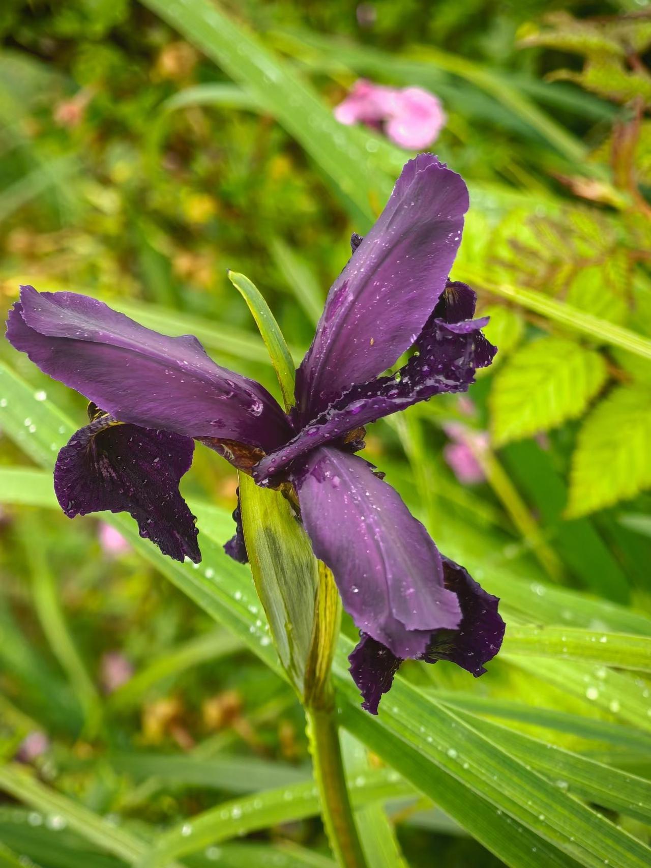 高原紫色💜🌸花
