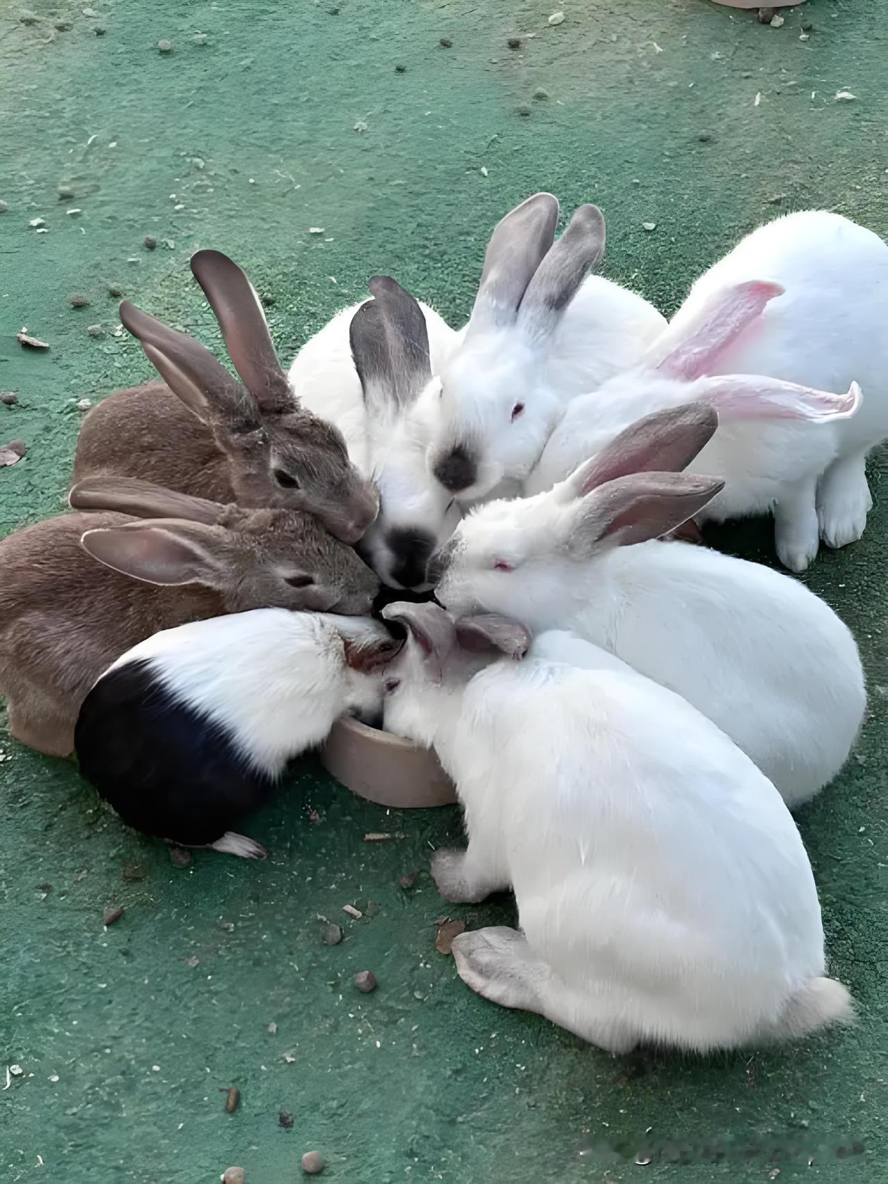 哎，发现吗，无论是养育孩子还是饲养小动物，都是几个放在一起比较容易养。
一是不会