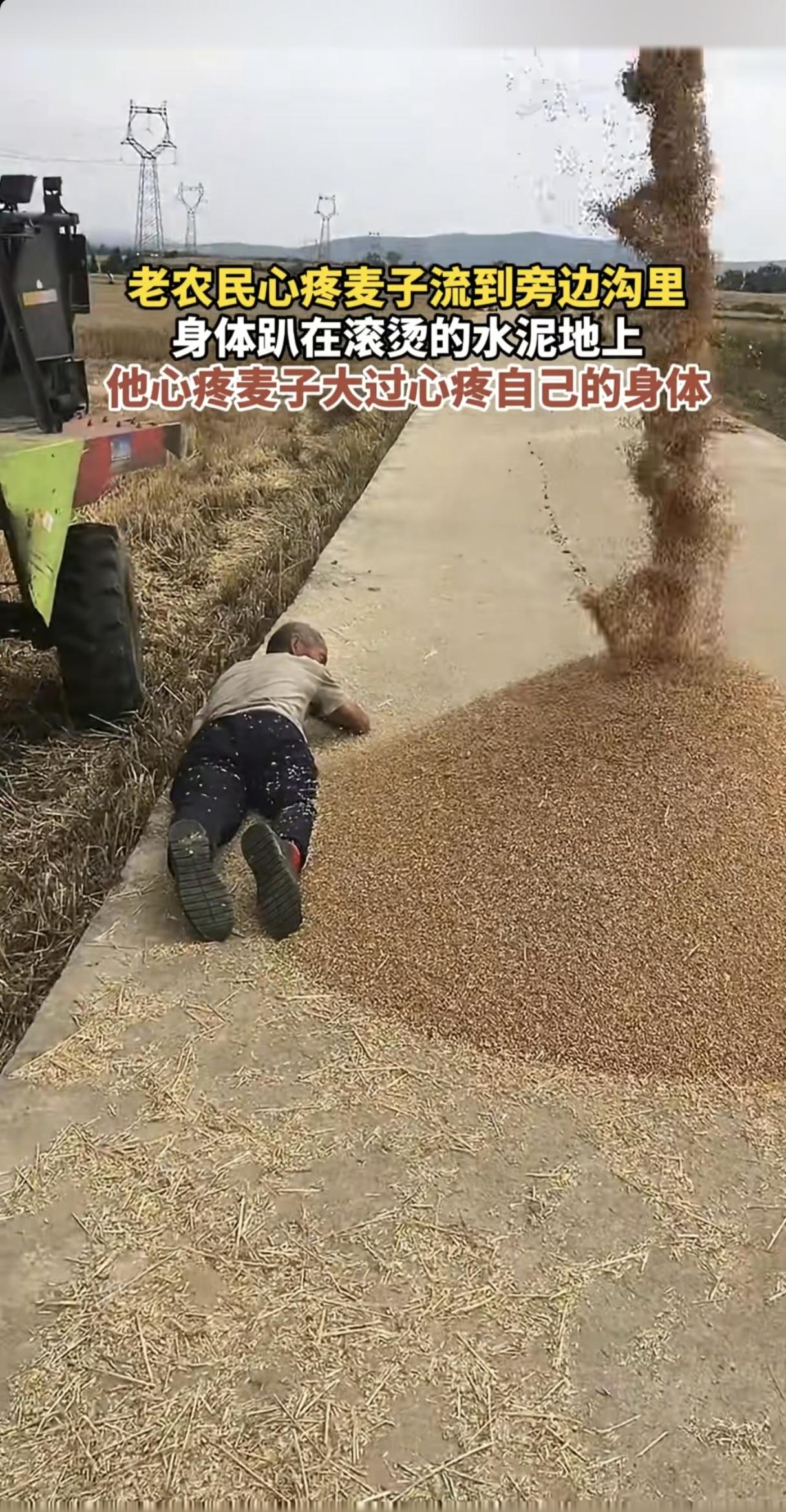 泪目！老农民心疼麦子吹走，身体趴在滚烫的水泥地上，挡住流走的麦子。可是他不知道的