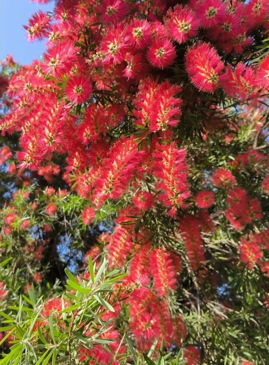 这不是刷瓶子的刷子吗？怎么长树上去了？