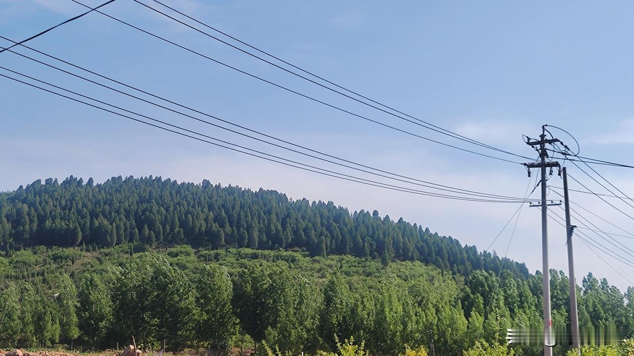 你发现了没有？近些年我们山东济宁泗水这边，无论是山间地头，还是村里村外，到处都是