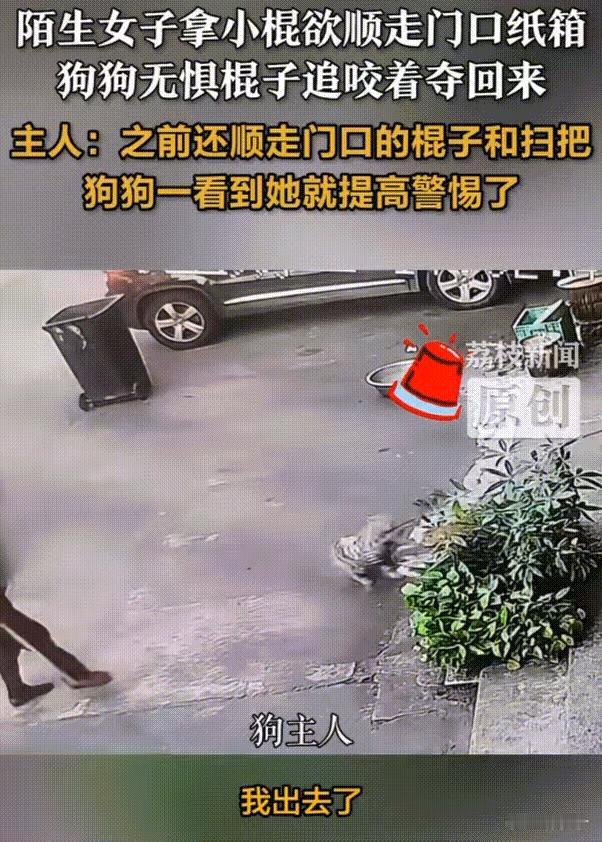 笑不活了！广东，当狗狗看到陌生大妈要顺走店门口的纸箱子时，立刻跑上前在“极限拉扯