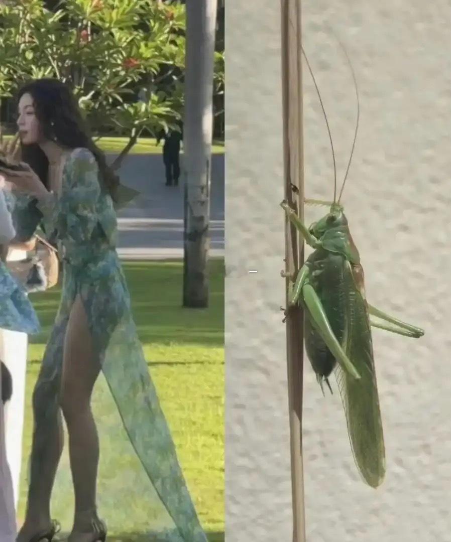 终于知道这件裙子的设计灵感了，你觉得像吗？ 