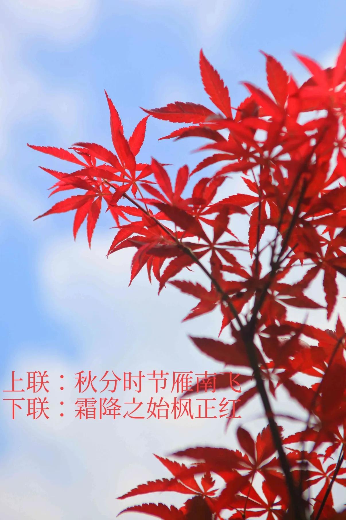 上联：秋分时节雁南飞，
下联：霜降之始枫正红。
#上联：秋分时节雁南飞，诚邀下联