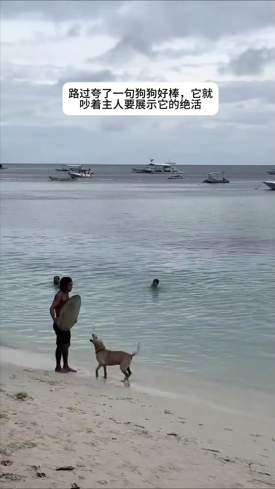 路过夸了一句狗狗好棒，它就吵着主人要展示它的绝活。它很享受大家的欢呼声。