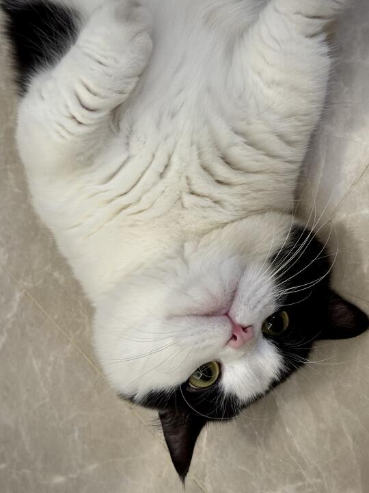 躺躺猫