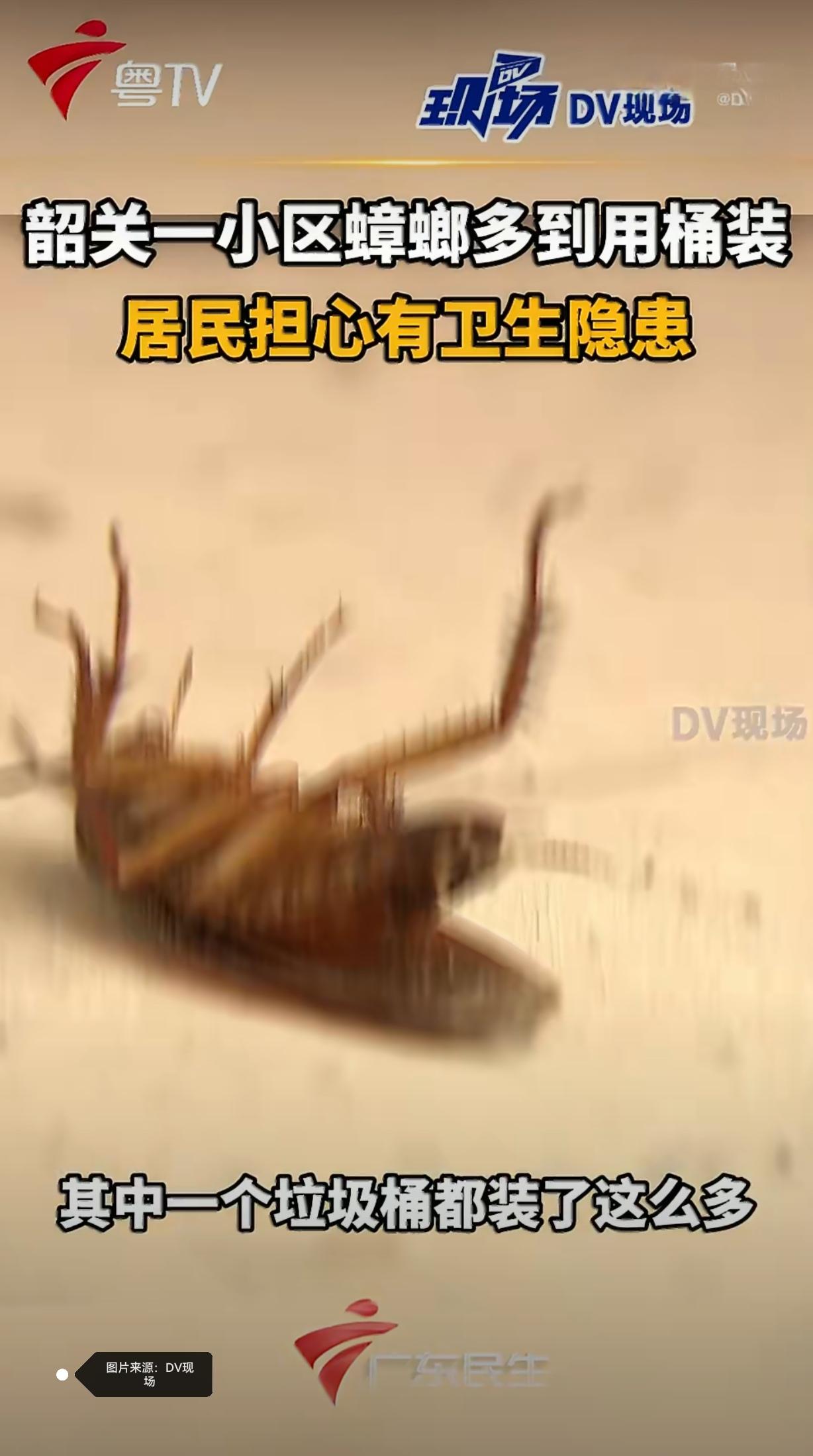 实拍画面略引起不适，介意的朋友谨慎下滑。韶关暴雨小区蟑螂泛滥
近期韶关持续强降雨