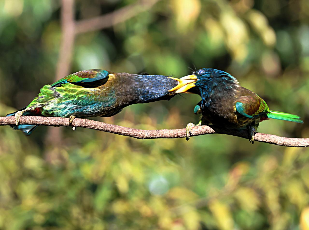 大拟啄木鸟的“互撕”很拼！
冬日在滇西北百花岭打鸟，抓拍到了这组大拟啄木鸟互相撕