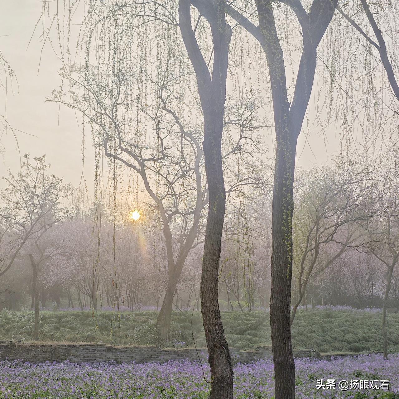 我漫步在清晨的扬州宋夹城体育公园里，只见飘着薄雾河畔边的二月兰显得特别艳丽，让人