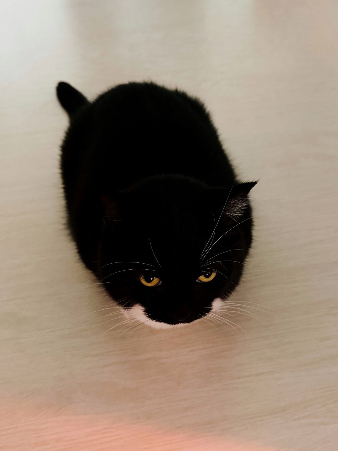 这个咖啡因咩鳖的马毒让我想到一个真难绷的，就是可口可乐的名字来源似乎是它一开始的