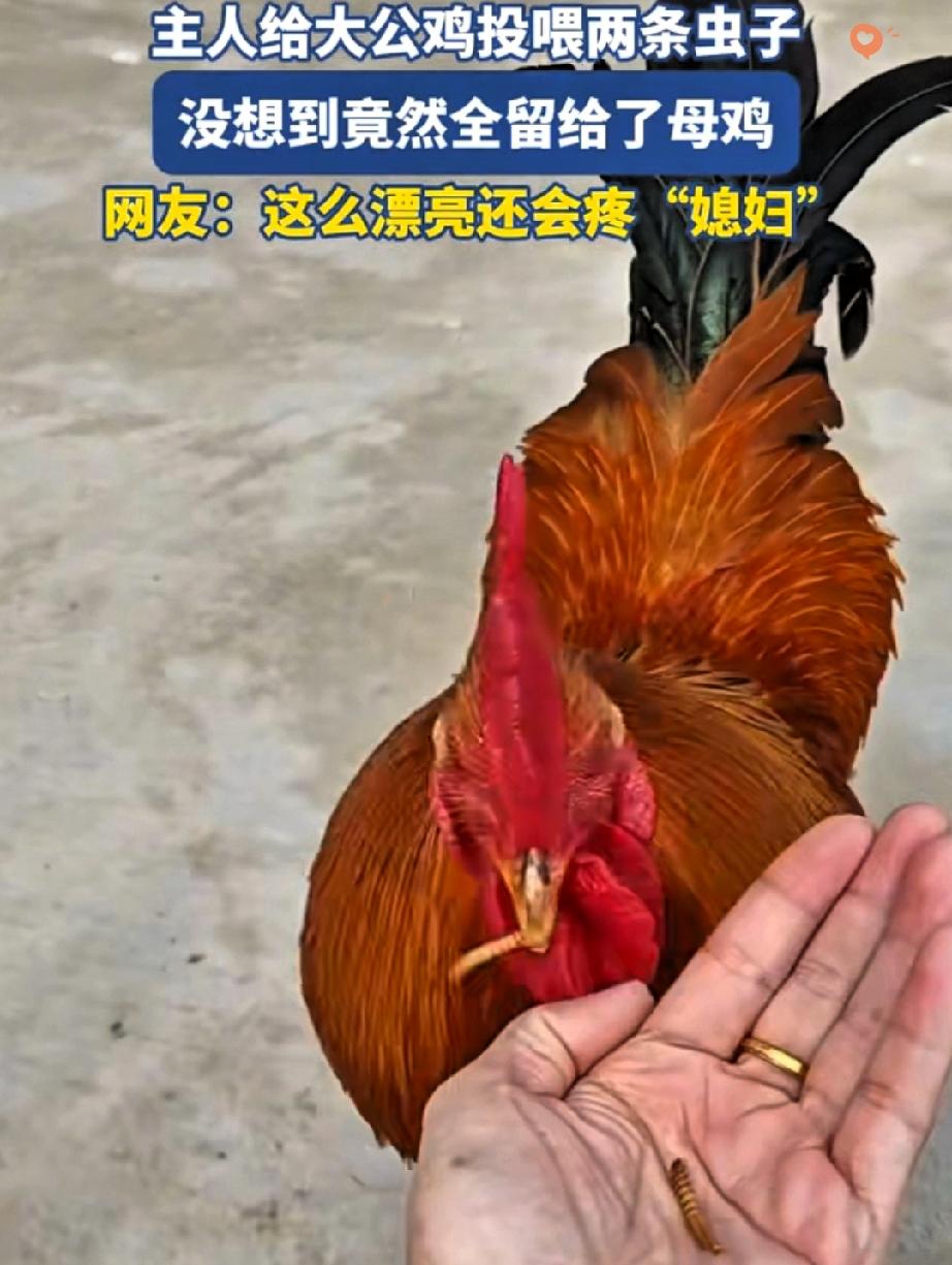 这公鸡也太会疼“媳妇”了吧！
湖北女子喂虫的一幕，直接把动物界的浪漫狠狠拿捏了！