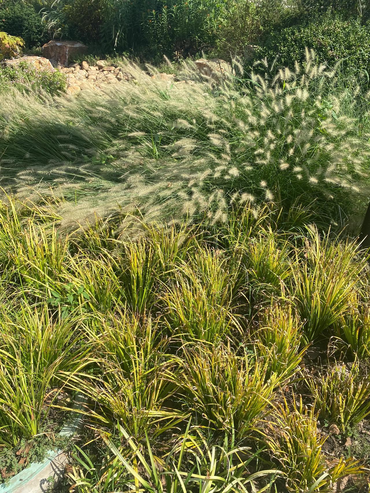 日常记录📝 一个自由写作者的样子……

01.早起，和小姑娘去公园草地上躺着看