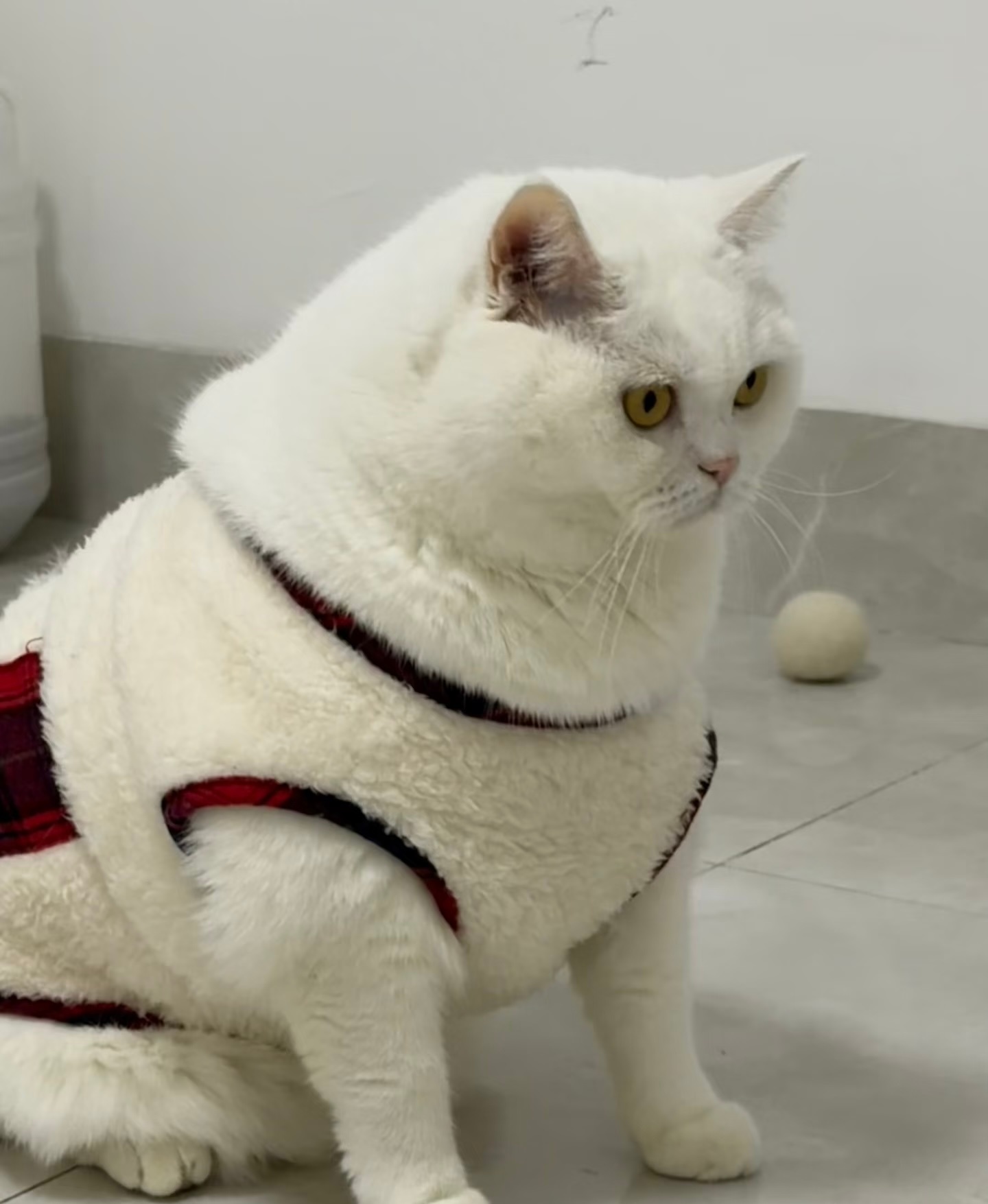 新年旧衣扣不上了的猫猫 