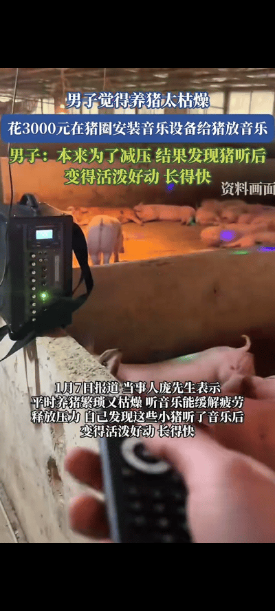 “解释不清了！”

广西桂林，一男子因为养猪实在无聊，就给猪圈里装了个音响，没想