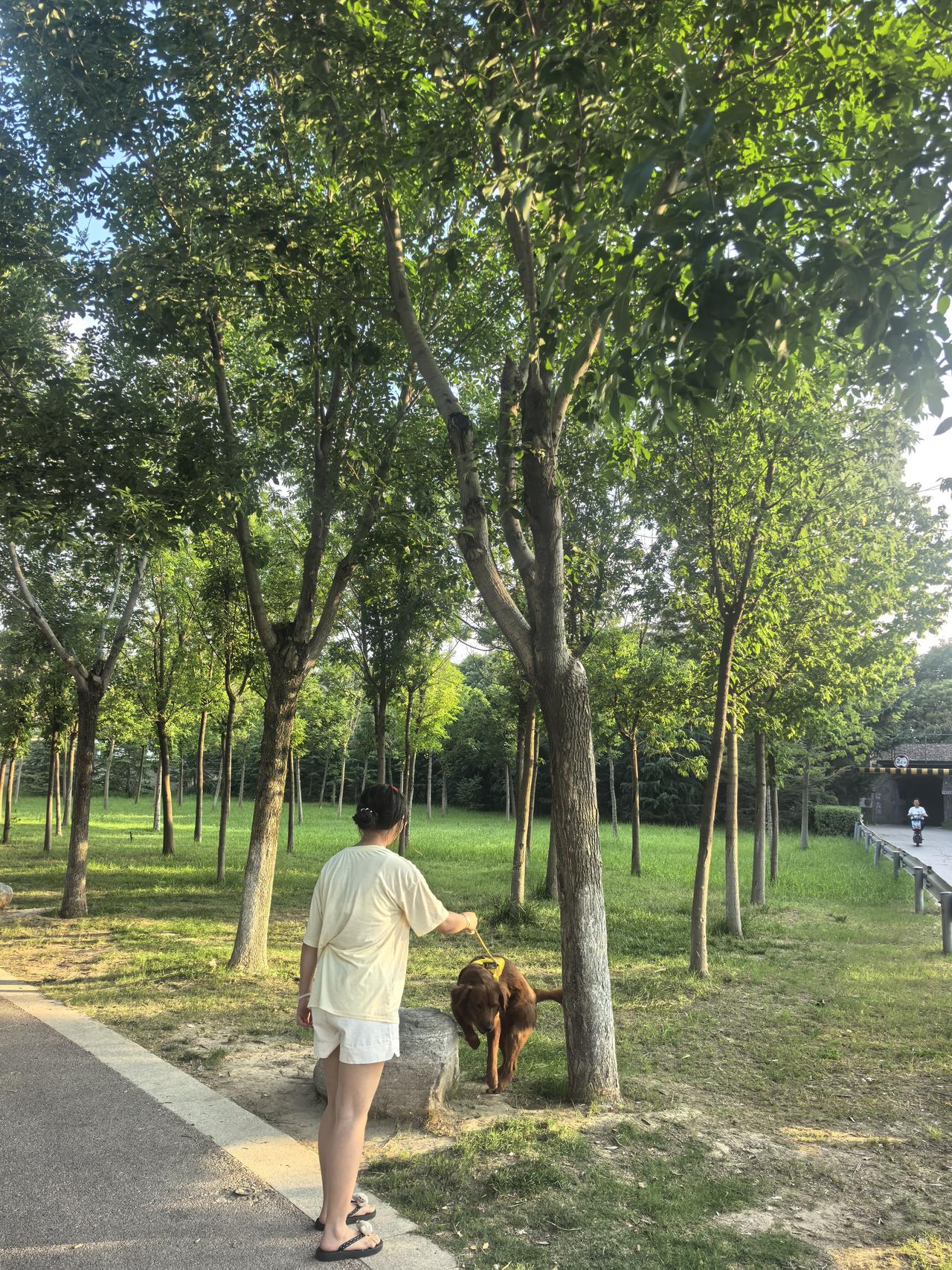 分享一张公园随手拍的照片晨光里，她牵着狗慢慢走。小东西的绒毛蹭着她脚踝，尾巴摇得