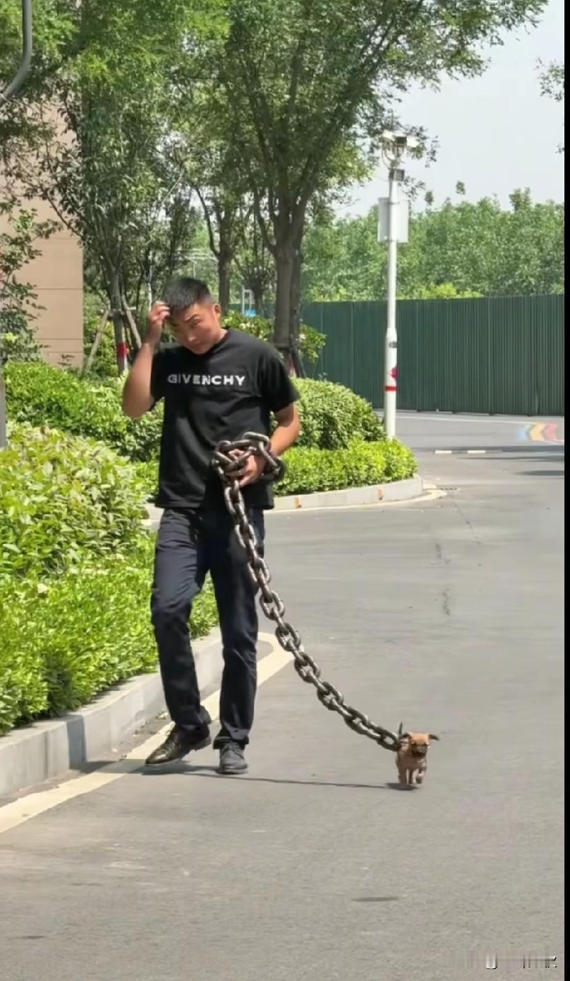 犯了天条的狗流落人间。